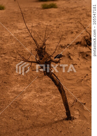 自然風光（中國，塔克拉瑪幹） 105547181