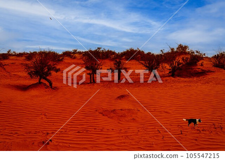 自然風光（中國，塔克拉瑪幹） 105547215