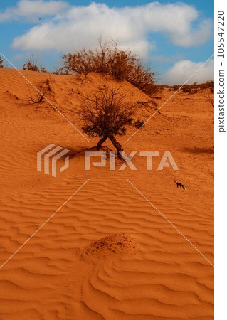 自然風光(中國,塔克拉瑪幹) 自然風光(中國,塔克拉瑪幹) 105547220