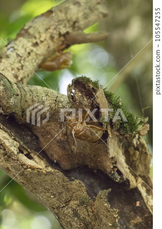 A cicada shell hanging from a tree leaf A cicada shell hanging from a tree leaf 105547255