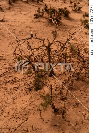 自然風光（中國，塔克拉瑪幹） 105547275