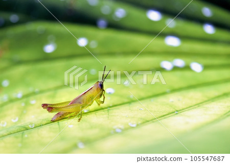 lotus leaf and grasshopper lotus leaf and grasshopper 105547687
