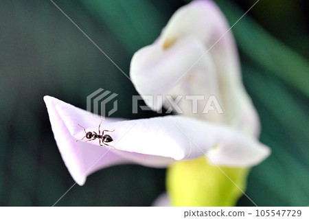 Ants gathering on nectar 105547729