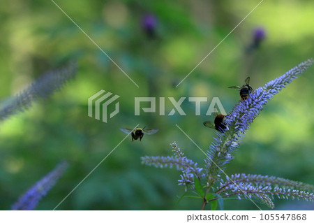 A honey bee sucking nectar from a honeysuckle 105547868