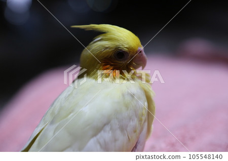 cockatiel, cockatoo, parrot 105548140