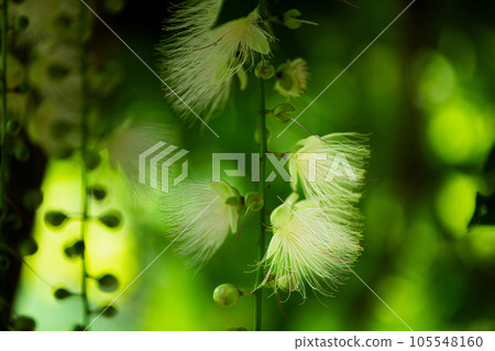 落花前的玉蕊 105548160