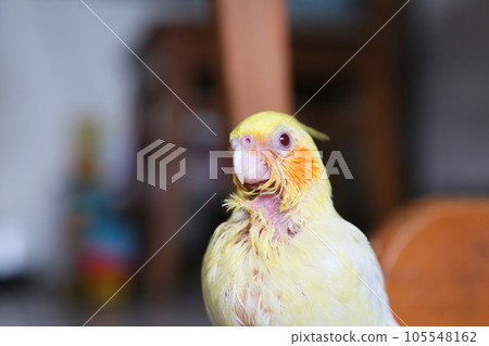 cockatiel, cockatoo, parrot 105548162