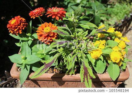 Vitamin-colored flower group planting 105548194