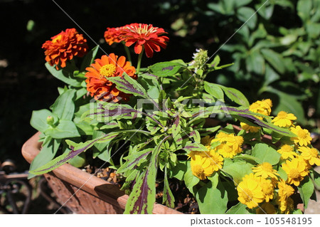 Group planting of zinnia and yellow florets 105548195