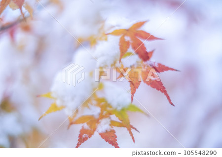 雪中的紅楓 雪中的紅楓 105548290