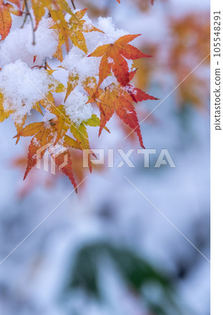 雪中的紅楓 雪中的紅楓 105548291