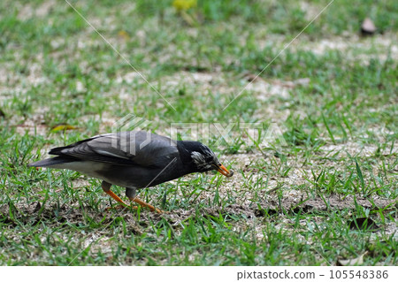 捕食毛毛蟲的椋鳥 105548386