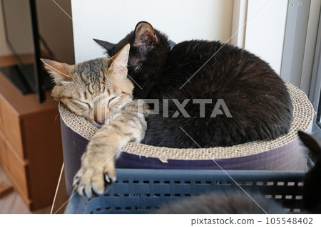 A yellow tiger cat and a black cat sleeping together 105548402