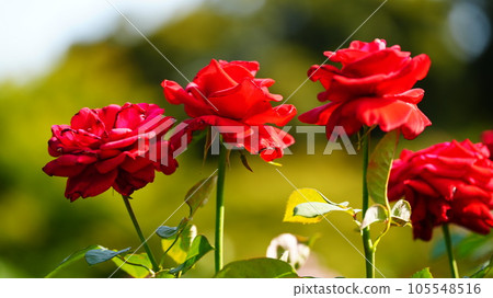 Konrad Henkel: Last look at the spring roses in Kyu-Furukawa Gardens, pruning the next day for autumn roses 105548516