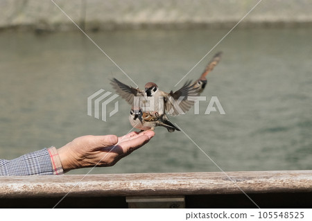 Familiar hand-riding sparrow 105548525