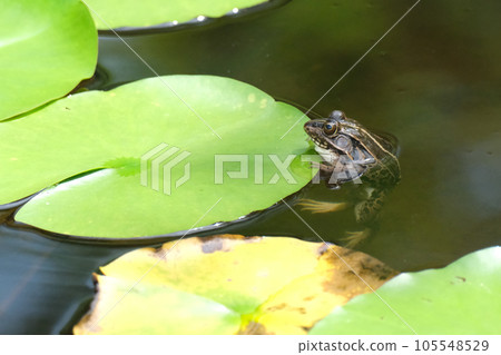 A frog holding a water lily leaf and floating 105548529