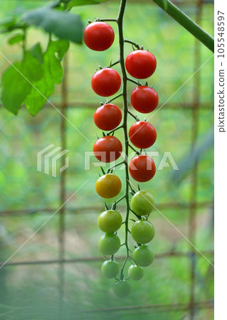 菜園裡種的櫻桃番茄 菜園裡種的櫻桃番茄 105548597
