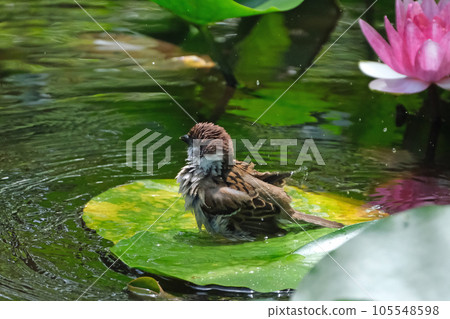 A sparrow bathing on a lotus leaf 105548598