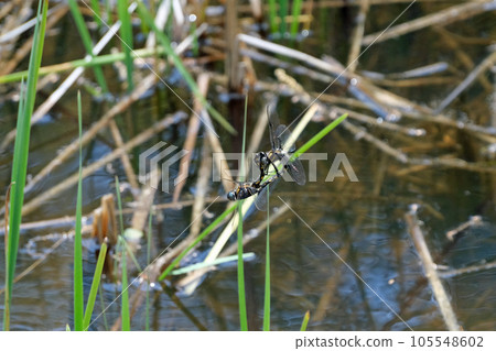 dragonfly dragonfly 105548602