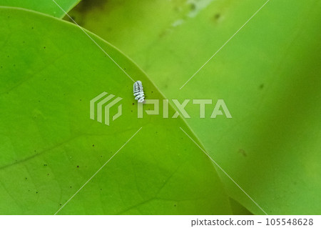 larva of ladybug larva of ladybug 105548628