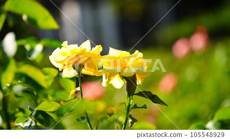 Doft Gold: Spring roses at Kyu-Furukawa Gardens, pruning the next day for autumn roses 105548929