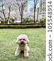 Toy poodle on the lawn with cherry blossoms in the background 105548954