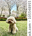Toy poodle on the lawn with cherry blossoms in the background 105548955