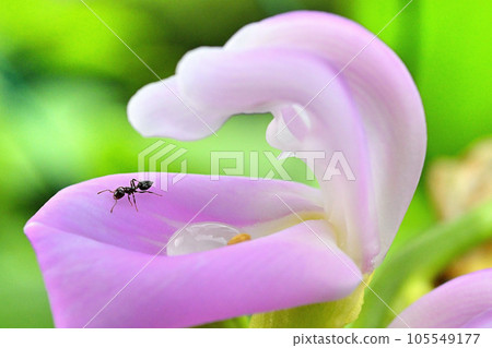 螞蟻採集花蜜 螞蟻採集花蜜 105549177