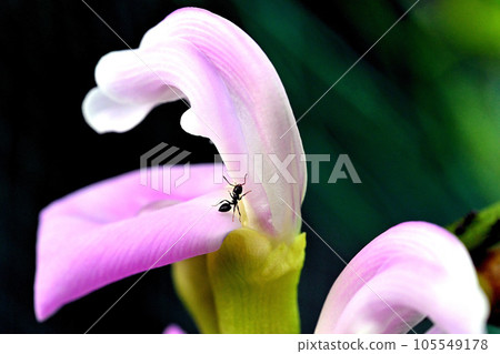 螞蟻採集花蜜 105549178