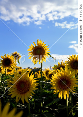 Sunflower blooming towards the sun Sunflower blooming towards the sun 105549190