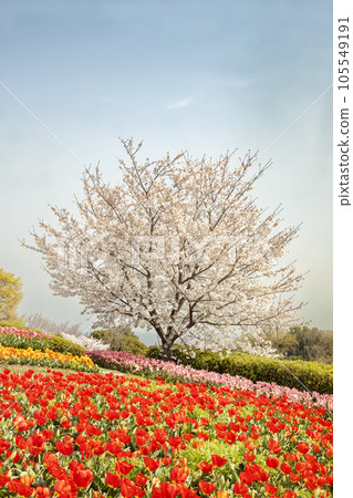 Landscape of spring flowers, cherry blossoms on the hill, grass and tulips-12 Landscape of spring flowers, cherry blossoms on the hill, grass and tulips-12 105549191