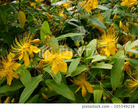 埼玉縣川口市一棟公寓樓的種植空間裡盛開的柳花 105549216