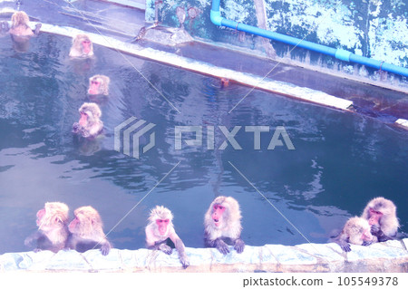 Monkey's Onsen Monkey's Onsen 105549378