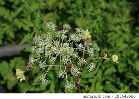 酷 shishiudo 花 105549566