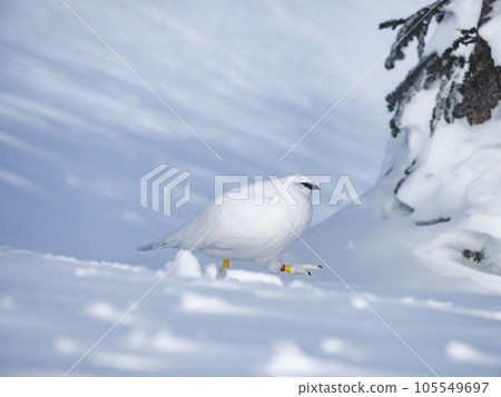2月在林區越冬的雷鳥雄性冬季羽毛 2月在林區越冬的雷鳥雄性冬季羽毛 105549697