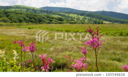 Akabanashimotsukesou / Summer flowers blooming in Yashimagahara Marsh [Kirigamine Kogen] July, Shimosuwa Town, Nagano Prefecture 105549838