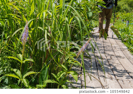 夏季鮮花盛開，木路和遠足者為背景[Kugaisou/Yashimagahara Marsh] 7月，長野縣下諏訪町 105549842