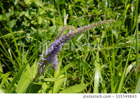 夏季野花/久貝莊花的特寫[屋島原濕地]長野縣下諏訪町，7月 105549843