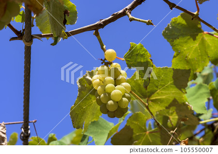 Growing grapes (Niagara) Growing grapes (Niagara) 105550007