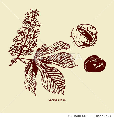 Flower, leaf and fruit of chestnut tree. Vector illustration of chestnut plant. Design element for packaging paper, textiles, covers, food labels. Flower, leaf and fruit of chestnut tree. Vector illustration of chestnut plant. Design element for packaging paper, textiles, covers, food labels. 105550695