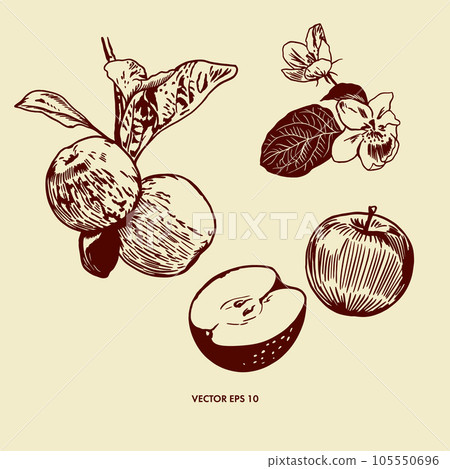 Apples on a branch with leaves, apple tree flowers, whole and cut. Vector illustration in graphic style. Greeting cards, patterns, covers, invitations 105550696