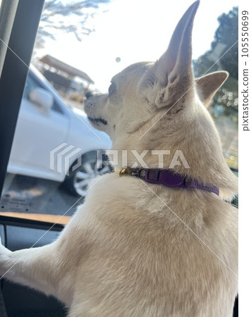 奇瓦瓦州看著車窗外 奇瓦瓦州看著車窗外 105550699