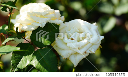 Princess of Wales is a rose dedicated to the late Princess Diana. Princess of Wales is a rose dedicated to the late Princess Diana. 105550855