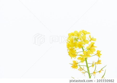 Rapeseed flower closeup on white background 105550982
