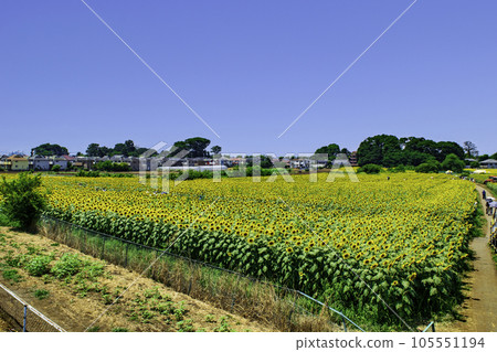 Tokyo Kiyose Sunflower Festival Largest field of 100,000 sunflowers in Tokyo 105551194