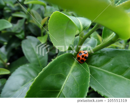 ladybug and fresh green tea leaves in tea plantation ladybug and fresh green tea leaves in tea plantation 105551319