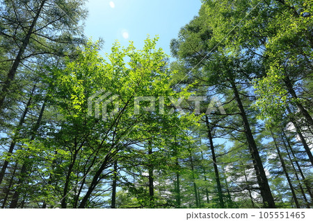 Fresh green larch forest　 105551465