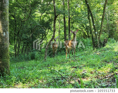 被父母和孩子鹿看著 被父母和孩子鹿看著 105551733