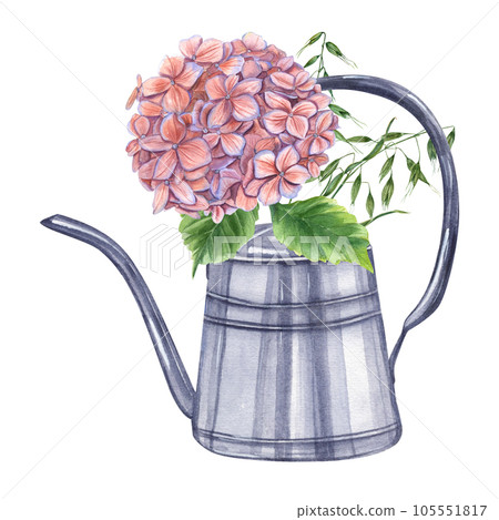 Fresh cut branches of Hydrangea with Spikelets of Wild Oats in metal watering can. Blooming garden Hortensia. Watercolor illustration isolated on white background. For the design of booklets, flyers Fresh cut branches of Hydrangea with Spikelets of Wild Oats in metal watering can. Blooming garden Hortensia. Watercolor illustration isolated on white background. For the design of booklets, flyers 105551817