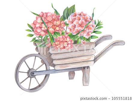 Wooden garden wheelbarrow with gorgeous blooming hydrangeas and green plants. Hortensia branches. Watercolor illustration isolated on white background. For the design of booklets, flyers Wooden garden wheelbarrow with gorgeous blooming hydrangeas and green plants. Hortensia branches. Watercolor illustration isolated on white background. For the design of booklets, flyers 105551818